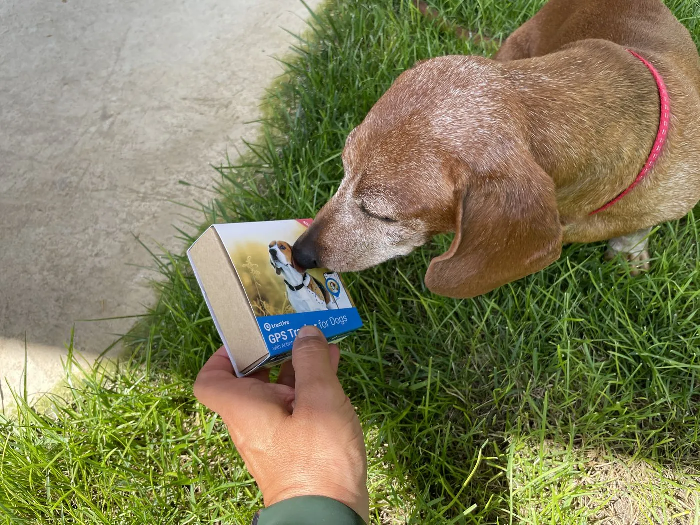 Recensione Tractive, il GPS che fa l’angelo custode del vostro cane o gatto Recensione Tractive, il GPS che fa l’angelo custode del vostro cane o gatto