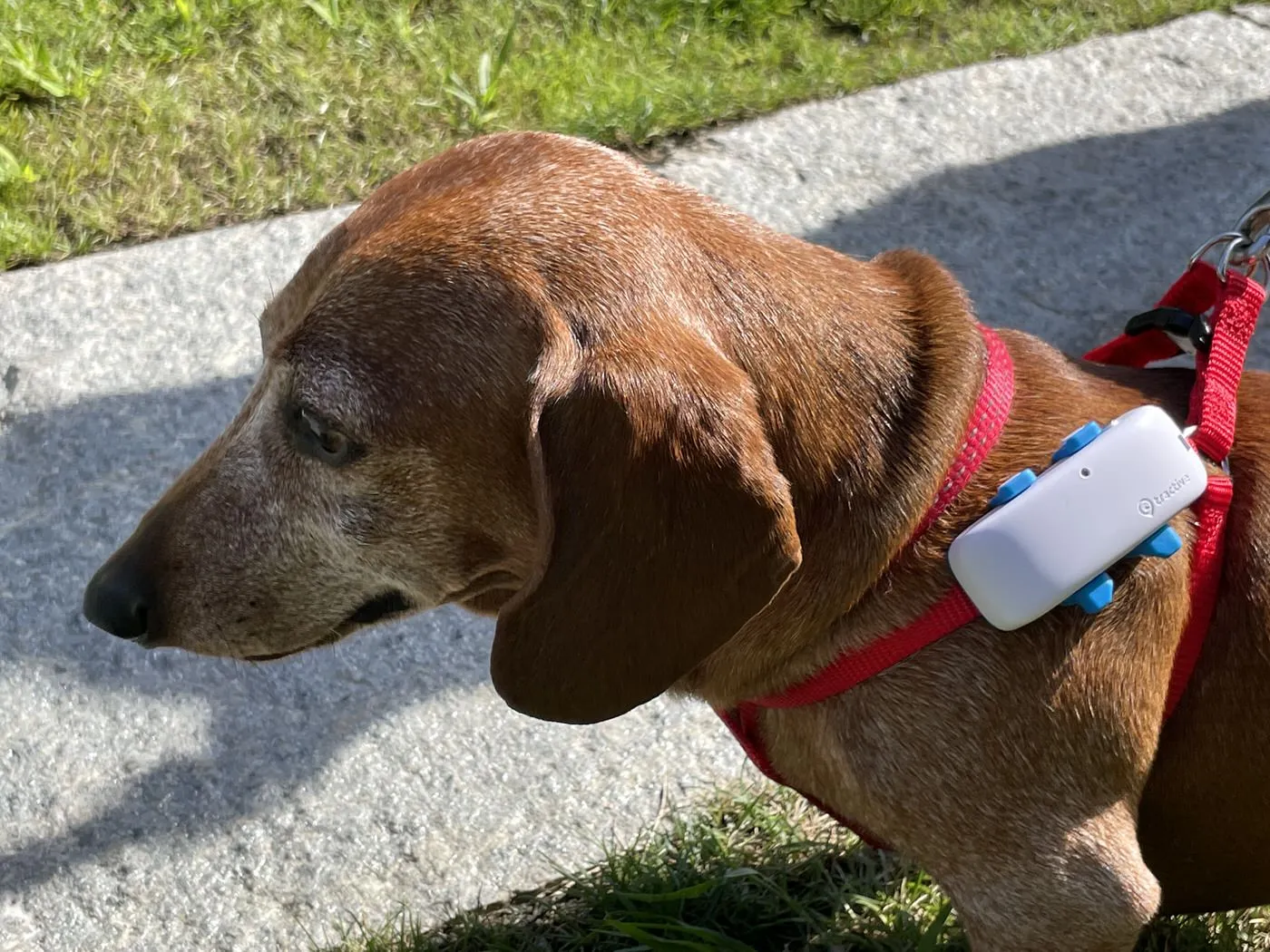 Recensione Tractive, il GPS che fa l’angelo custode del vostro cane o gatto Recensione Tractive, il GPS che fa l’angelo custode del vostro cane o gatto