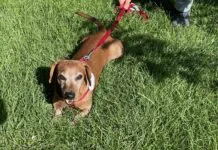 ChatGPT trasforma il vostro cane in umano Recensione Tractive, il GPS che fa l’angelo custode del vostro cane o gatto