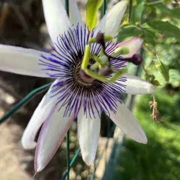 iPhone 13, ancora la scelta più razionale (per quasi tutti)