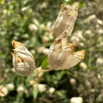 Recensione iphone 14 pro