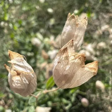 Recensione iphone 14 pro