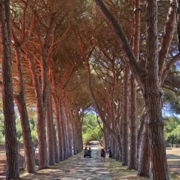 Recensione Vivo X80 Pro con tecnologia Zeiss, il top di gamma per chi ama la fotografia