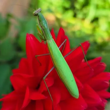 Recensione Vivo X80 Pro con tecnologia Zeiss, il top di gamma per chi ama la fotografia