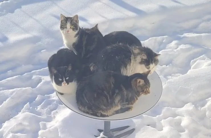 I gatti adorano le parabole Starlink