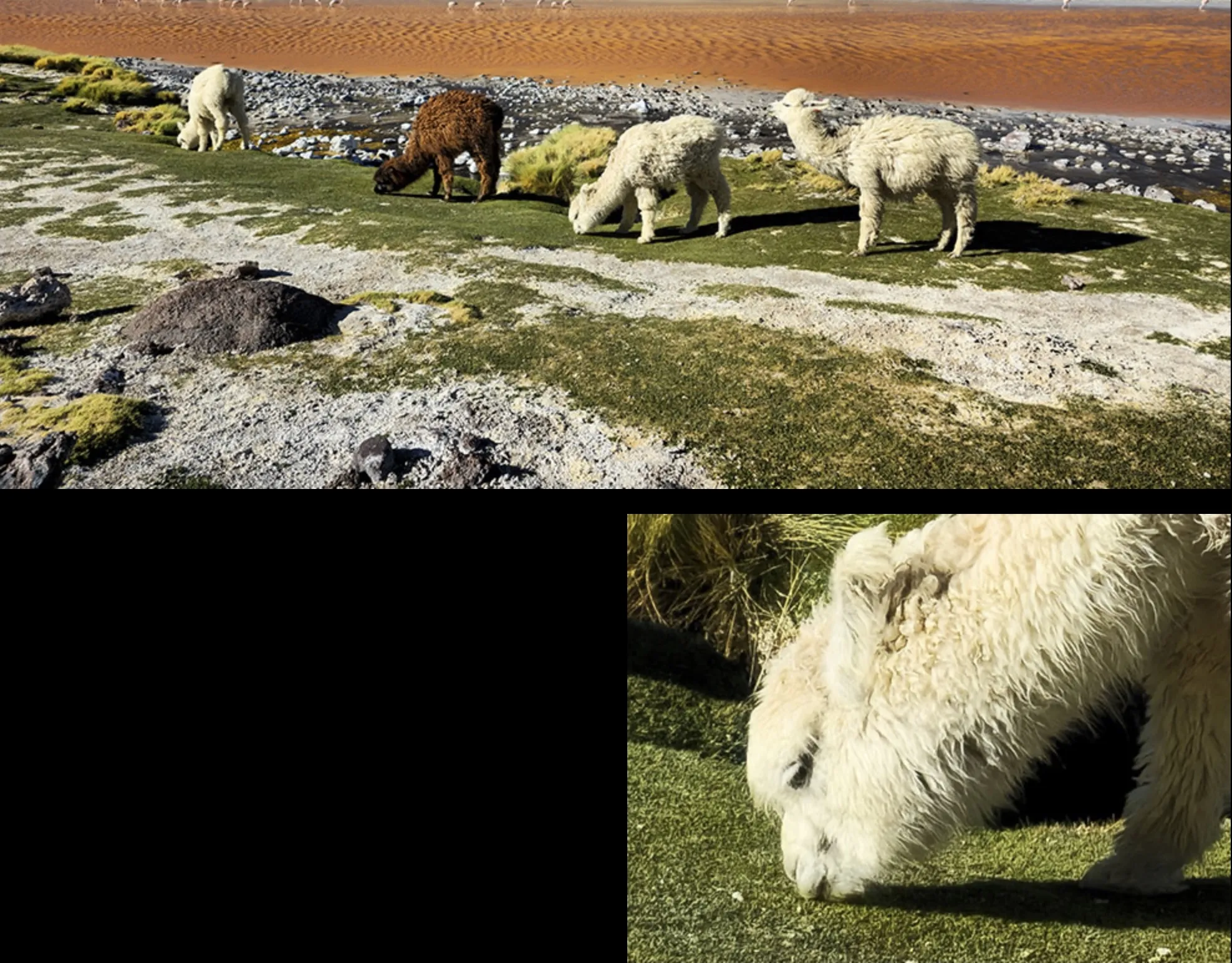 Samsung S24 si svela con tutte le sue capacità AI Samsung S24 si svela con tutte le sue capacità AI