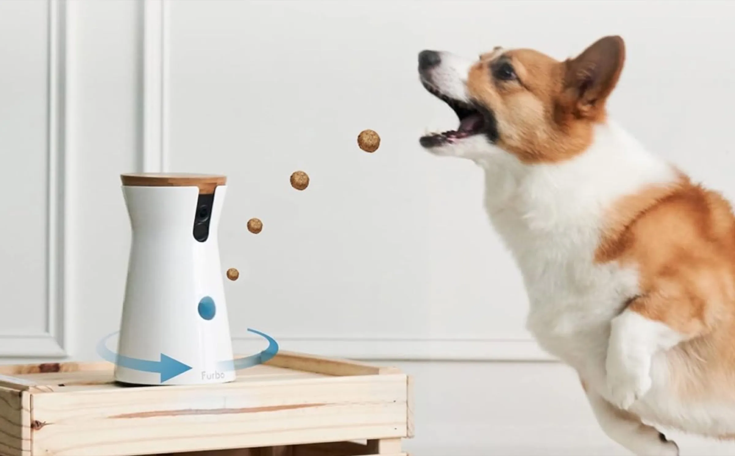 migliori pet feeder smart guida 9 migliori pet feeder smart guida 9