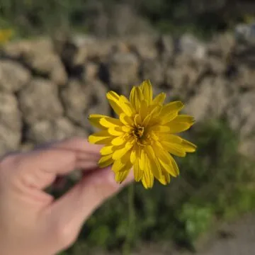 Recensione Samsung Galaxy S25, tra i migliori top maneggevoli - macitynet.it