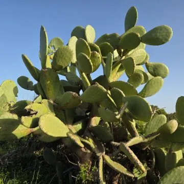 Recensione Samsung Galaxy S25, tra i migliori top maneggevoli - macitynet.it