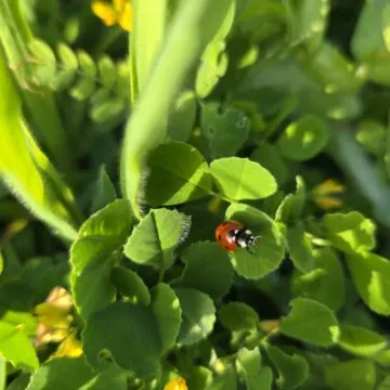 Recensione Samsung Galaxy S25, tra i migliori top maneggevoli - macitynet.it