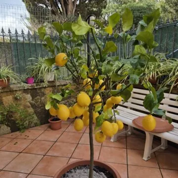 Recensione Samsung Galaxy S25, tra i migliori top maneggevoli - macitynet.it