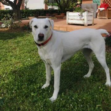 Il vostro cane come non lo avete mai visto grazie a ChatGPT - macitynet.it