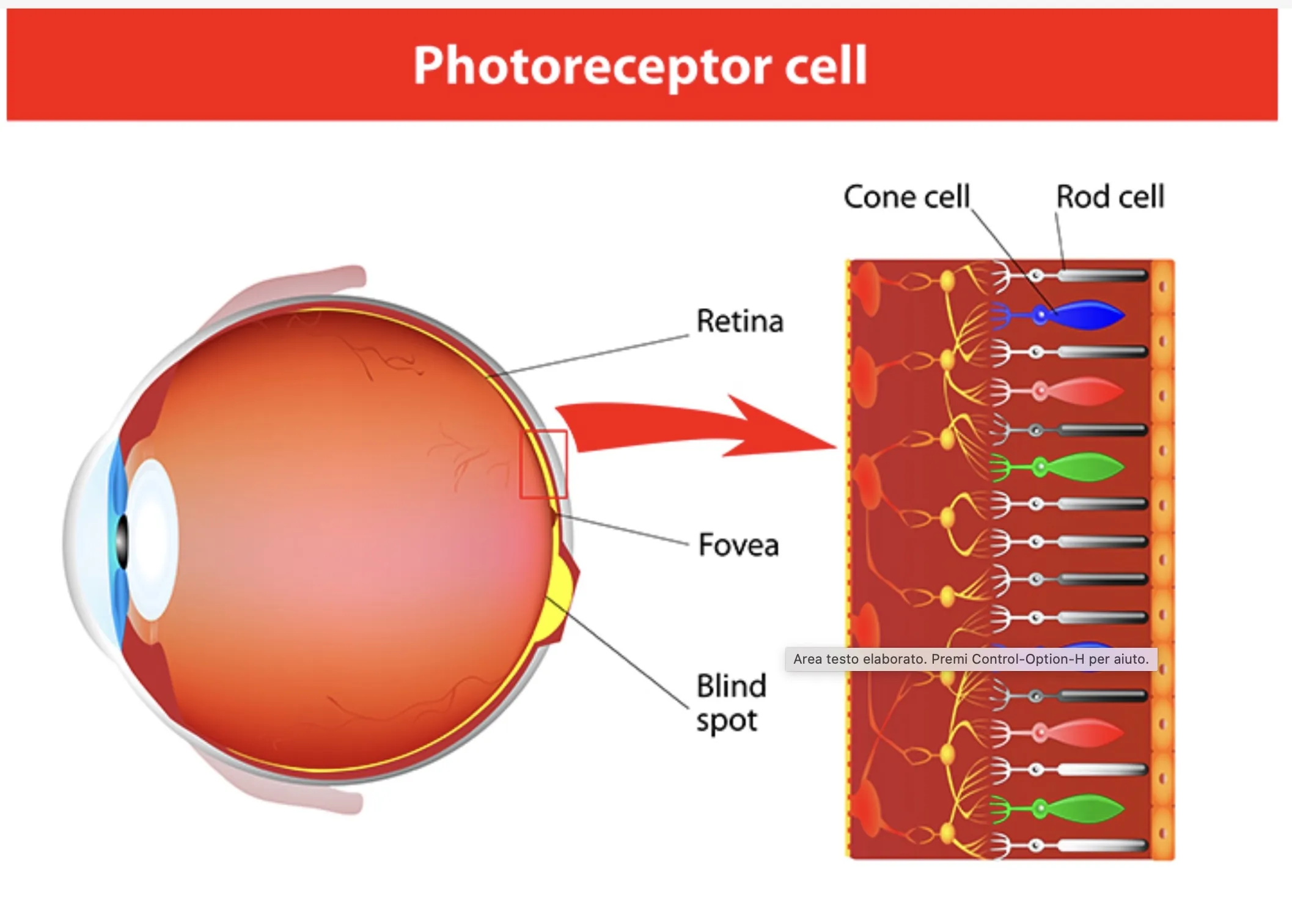 Olo è il nuovo colore impossibile che sfida la percezione umana - macitynet.it Olo è il nuovo colore impossibile che sfida la percezione umana - macitynet.it