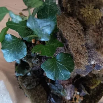 Honor 400 Lite, prime impressioni e quel tasti stile iPhone - macitynet.it