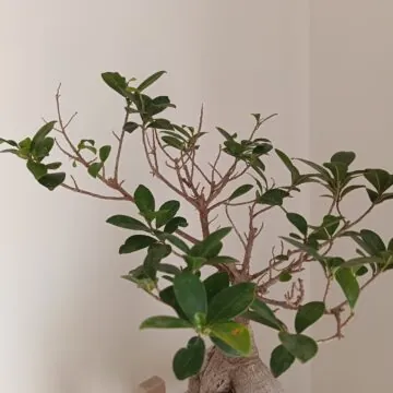 Honor 400 Lite, prime impressioni e quel tasti stile iPhone - macitynet.it