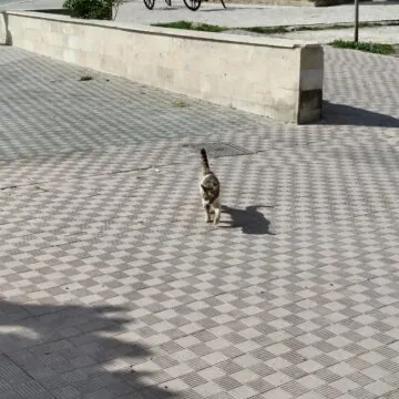 Recensione OPPO Reno 13 5G, ottime fotocamere e autonomia sorprendente - macitynet.it