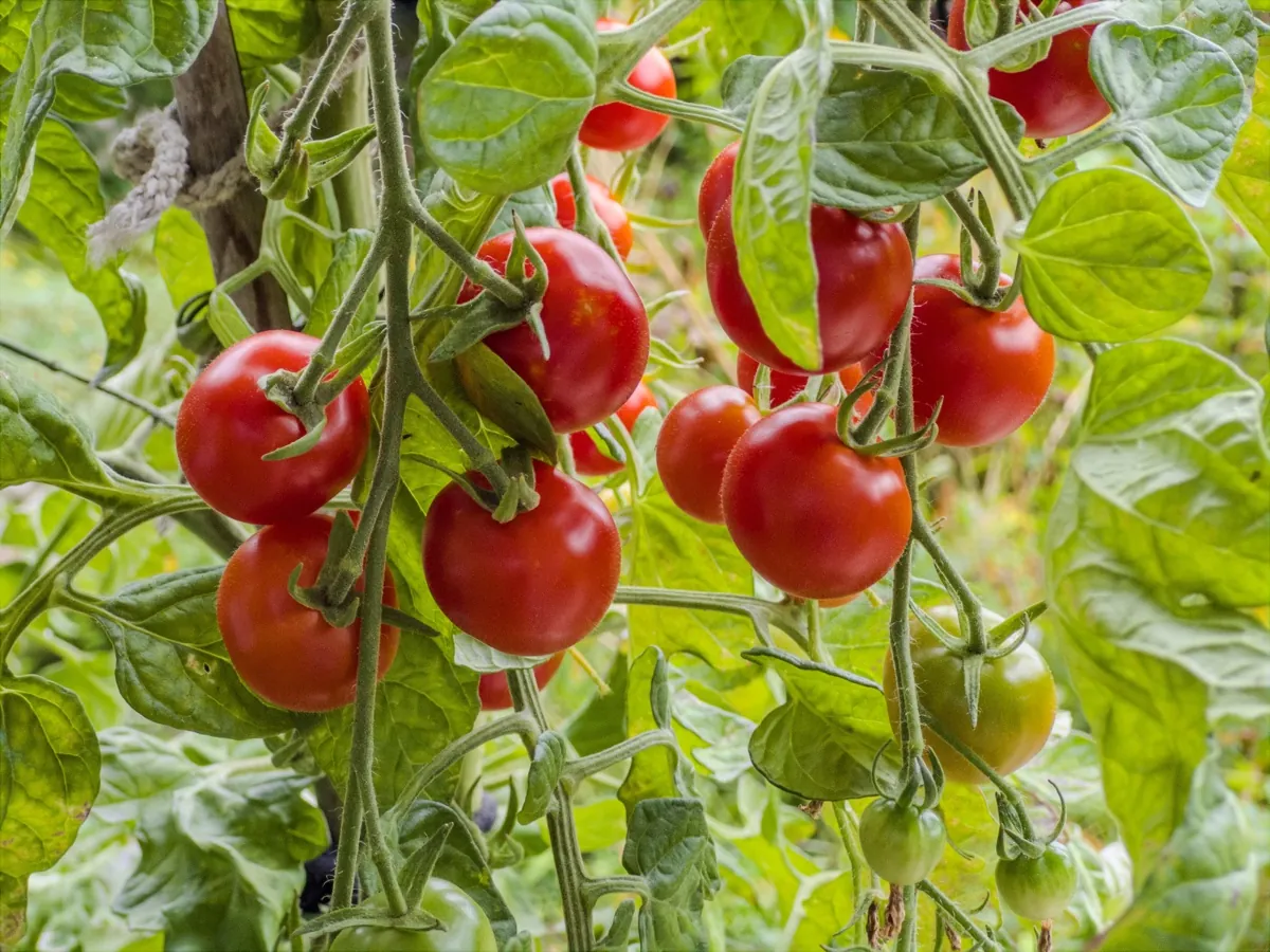 Project Indigo, lo smartphone diventa una DSLR tascabile - macitynet.it Project Indigo, lo smartphone diventa una DSLR tascabile - macitynet.it