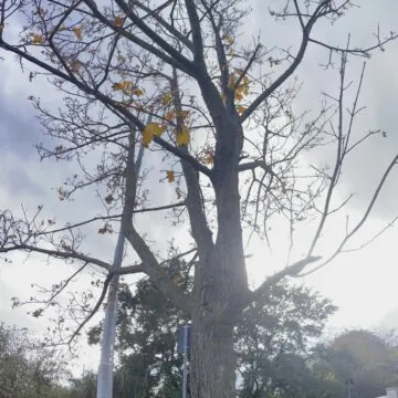 Come scattare fotografie Fish Eye su iPhone senza accessori - macitynet.it